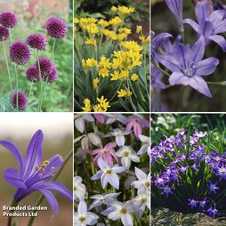 Fantastic Spring Flowering Collection