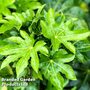 Fatsia japonica
