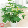 Paperplant - House Plant Seeds