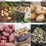 Potato 'T&M Favourites Collection'