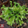 Asplenium (Phyllitis) scolopendrium 'Cristata'