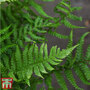 Dryopteris Affinis