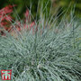 Festuca 'Intense Blue'