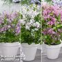 Syringa Flowerfesta® Collection