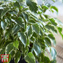 Houseplant Seed Collection