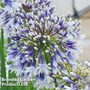 Agapanthus 'Fireworks'