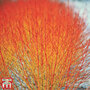 Cornus sanguinea 'Winter Flame'