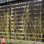 Cornus sericea 'Flaviramea' (Hedging)