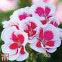 Geranium 'Flower Fairy White Splash'