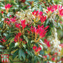 Pieris 'Forest Flame'