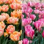 Tulip Foxtrot Collection