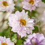 Anemone 'Frilly Knickers'