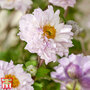 Anemone 'Frilly Knickers'