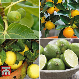 Mediterranean Fruit Collection (Citrus Fruit)