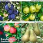 Fruit Tree Collection (Mini Fruit Tree) - Gift