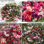 Fuchsia Saver Collection