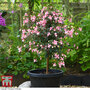 Fuchsia 'Elma' (Hardy) (Standard)
