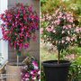 Fuchsia Duo (Hardy Quarter Standard)