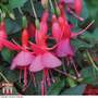 Fuchsia 'Display' (Hardy)