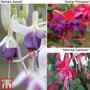 Fuchsia Hardy Trio