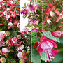 Fuchsia 'Fuchsita' Collection