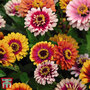 Zinnia elegans 'Funfair Mix' - Seeds