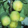 Gage 'Oullins Golden'