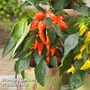 Chilli Pepper 'Galaxy Orange'