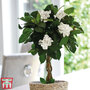 Gardenia Standard with Twisted Stem