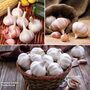 Garlic Lovers Collection (Spring Planting)