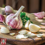 Nurseryman's Choice Autumn Garlic Collection (Autumn Planting)