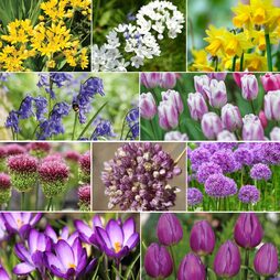 180 Spring Flowering Bulb Collection