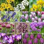 180 Spring Flowering Bulb Collection