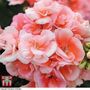 Geranium Giant 'Salmon Princess'