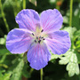 Geranium himalayense 'Gravetye'