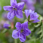 Geranium pratense 'Azure Skies'