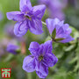 Geranium pratense 'Azure Skies'