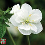 Geranium pratense var. pratense f. albiflorum 'Laura'