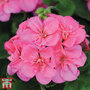 Geranium 'Sassa'