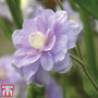 Geranium pratense 'Summer Skies'