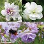 Geranium Doubles Hardy Collection