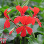 Geranium 'Ville de Paris Red'