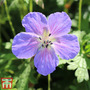 Geranium himalayense 'Gravetye'