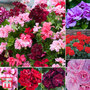 Nurseryman's Choice Geranium Plant Collection