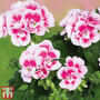 Geranium 'Grandeur® Classic White Splash'