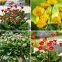 Gerbera garvinea Cheeky Collection