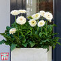 Gerbera jamesonii 'Glacier' (Patio Series)