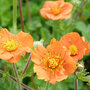 Geum coccineum 'Cooky'