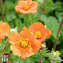 Geum coccineum 'Cooky'