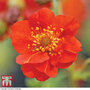 Geum 'Mrs J. Bradshaw'